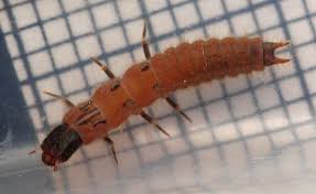 Attēlu rezultāti vaicājumam “Mellicta athalia larva”