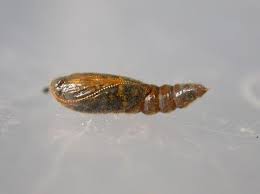 Attēlu rezultāti vaicājumam “Anacampsis blatariella”