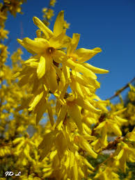 Attēlu rezultāti vaicājumam “Forsythia suspensa flower”