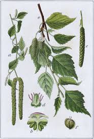 Attēlu rezultāti vaicājumam “Betula”