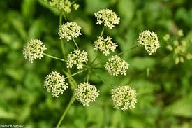 Attēlu rezultāti vaicājumam “Heracleum sphondylium subsp. sibiricum fruit”