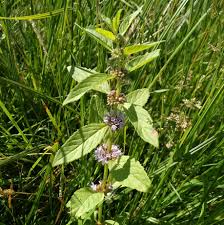 Attēlu rezultāti vaicājumam “Mentha arvensis”