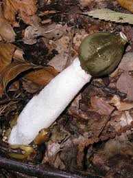 Attēlu rezultāti vaicājumam “Phallus impudicus”