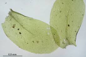 Attēlu rezultāti vaicājumam “Homalia trichomanoides sporophyte”