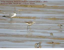 Attēlu rezultāti vaicājumam “Tringa nebularia”