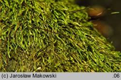 Attēlu rezultāti vaicājumam “Pterigynandrum filiforme”