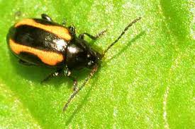 Attēlu rezultāti vaicājumam “Alticinae”