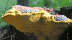 Attēlu rezultāti vaicājumam “Hapalopilus croceus”