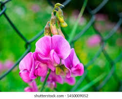 Attēlu rezultāti vaicājumam “Lathyrus tuberosus bud”