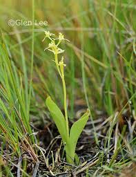Attēlu rezultāti vaicājumam “Liparis loeselii leaf”