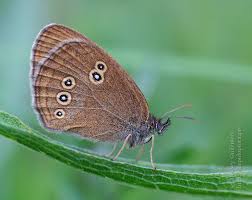 Attēlu rezultāti vaicājumam “Aphantopus hyperantus underside”