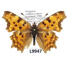 Attēlu rezultāti vaicājumam “Polygonia c-album”