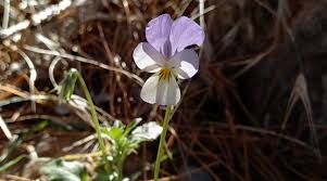 Attēlu rezultāti vaicājumam “Viola tricolor subsp. matutina flower”