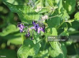 Attēlu rezultāti vaicājumam “Solanum dulcamara leaf”