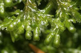 Attēlu rezultāti vaicājumam “Neckera”