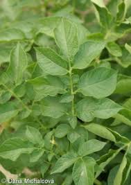 Attēlu rezultāti vaicājumam “Solanum tuberosum leaf”