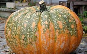 Image result for Kürbis