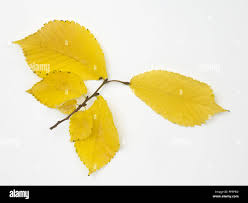 Attēlu rezultāti vaicājumam “Ulmus glabra leaf”