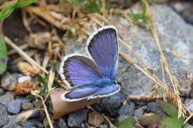 Attēlu rezultāti vaicājumam “Plebejus argus”