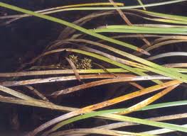 Attēlu rezultāti vaicājumam “Sparganium erectum aggr. leaf”