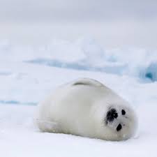 Image result for Pagophilus groenlandicus