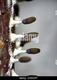 Attēlu rezultāti vaicājumam “Diachea leucopodia macro”