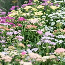 Attēlu rezultāti vaicājumam “Achillea millefolium”