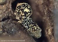 Attēlu rezultāti vaicājumam “Physarum nitens”