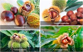 Attēlu rezultāti vaicājumam “Castanea sativa  fruit”