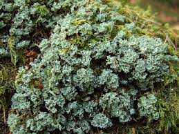 Attēlu rezultāti vaicājumam “Cladonia caespiticia”