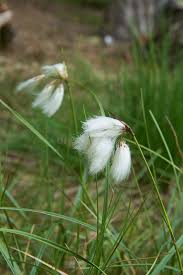 Attēlu rezultāti vaicājumam “Eriophorum latifolium”