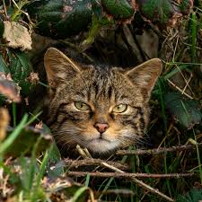 Image result for West London Wildcats