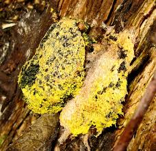 Attēlu rezultāti vaicājumam “Fuligo luteonitens macro”