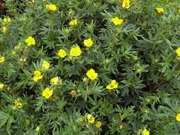 Attēlu rezultāti vaicājumam “Pentaphylloides fruticosa leaf”