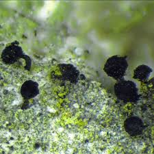 Attēlu rezultāti vaicājumam “Calicium viride”