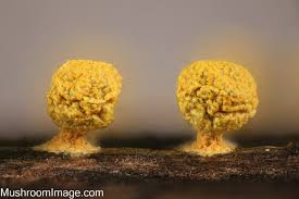 Attēlu rezultāti vaicājumam “Physarum bivalve young”