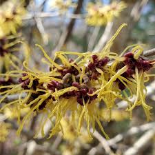 Attēlu rezultāti vaicājumam “Hamamelis japonica”