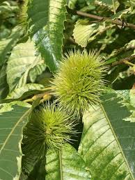 Attēlu rezultāti vaicājumam “Castanea sativa”