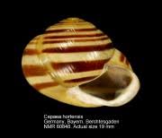 Attēlu rezultāti vaicājumam “Cepaea hortensis”