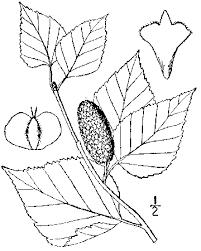 Attēlu rezultāti vaicājumam “Betula papyrifera leaf”