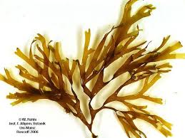 Attēlu rezultāti vaicājumam “Dictydiaethaliaceae”