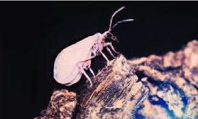 Attēlu rezultāti vaicājumam “Coniopterygidae”