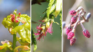Attēlu rezultāti vaicājumam “Quercus robur female flower”