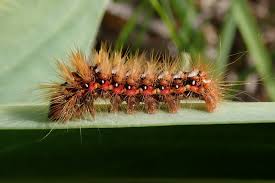 Attēlu rezultāti vaicājumam “Acronicta rumicis imago”