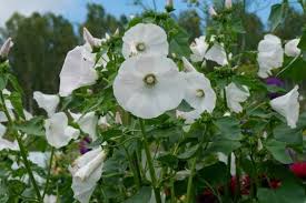 Image result for Lavatera trimestris