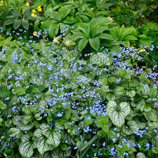 Image result for Brunnera `Jack Frost`
