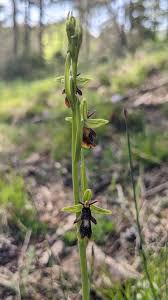 Attēlu rezultāti vaicājumam “Ophrys insectifera leaf”