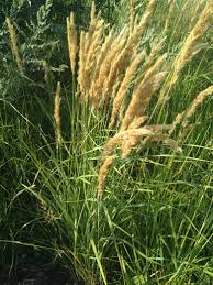 Attēlu rezultāti vaicājumam “Calamagrostis epigeios”