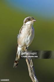 Image result for Lanius minor