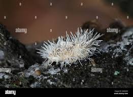 Attēlu rezultāti vaicājumam “Tilachlidium brachiatum”